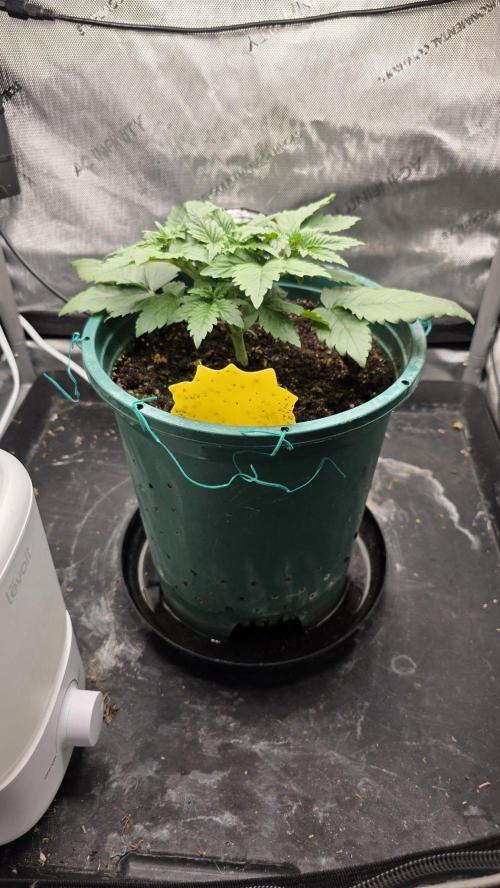 Blue Dream #3 photo period. Week 3 - 11/13/25