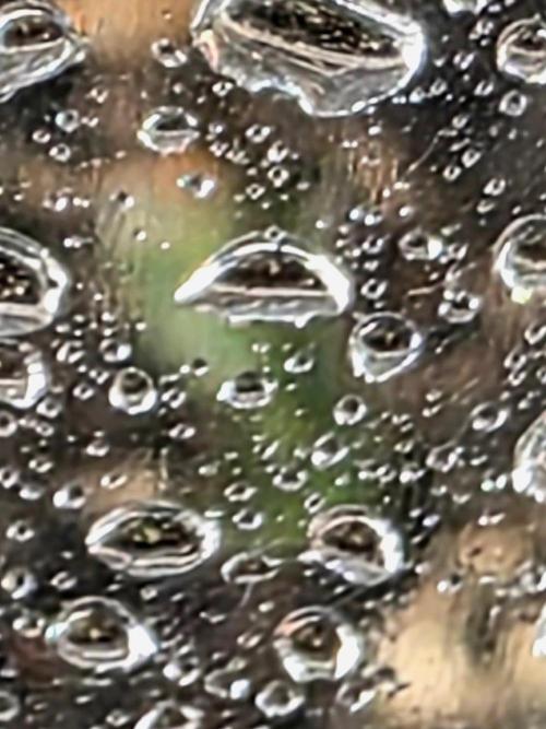 Lemon Drop photo period. Week 0 - 11/05/25
seedling behind the misted clear cup