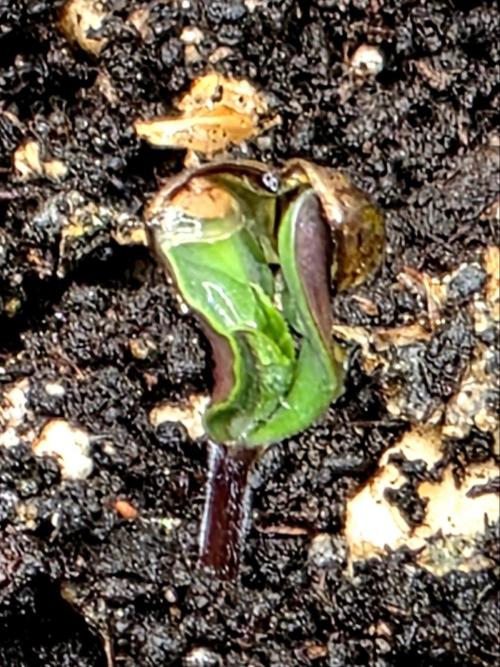 Lemon Drop photo period. Week 0 - 11/05/25 seedling has shell hat