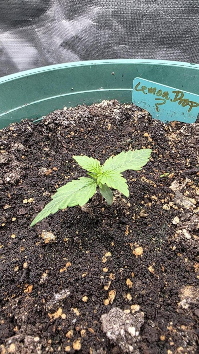 Lemon Drop photo period. Week 1 - 11/12/25