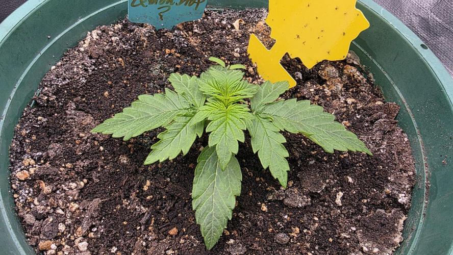 Lemon Drop photo period [11/2025]. Week 2 - 11/17/25