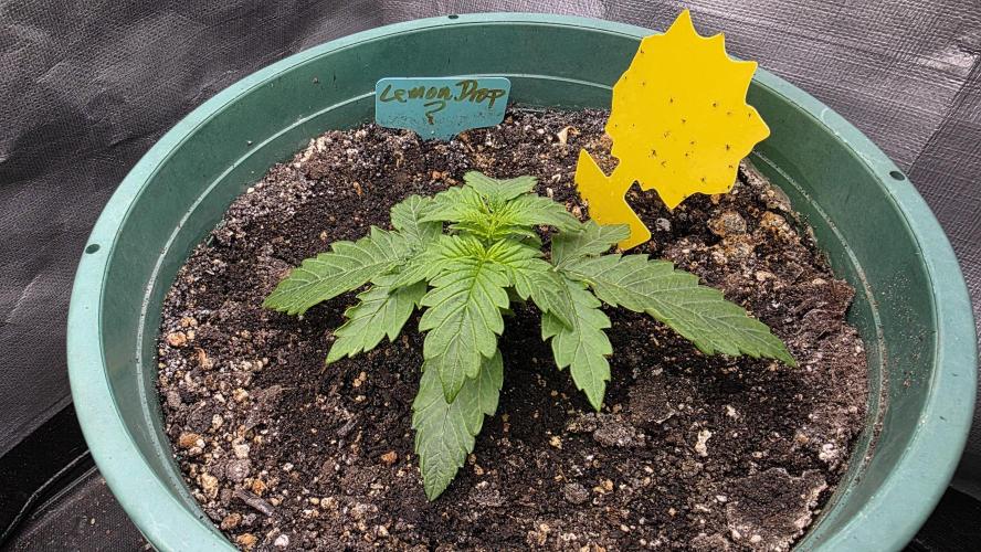 Lemon Drop photo period [11/2025]. Week 2 - 11/18/25