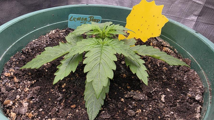 Lemon Drop photo period [11/2025]. Week 2 - 11/19/25