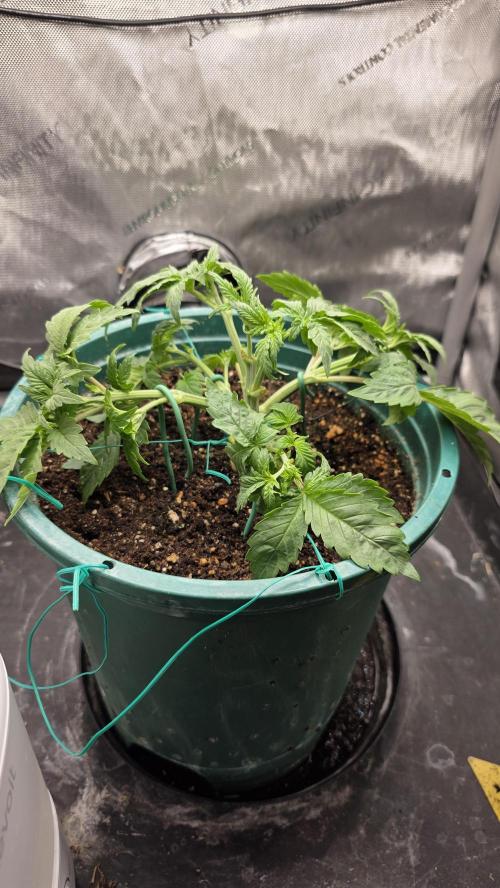 Blue Dream #3 photo period [10/2025]. Week 4 - 11/14/25 start of manifolding