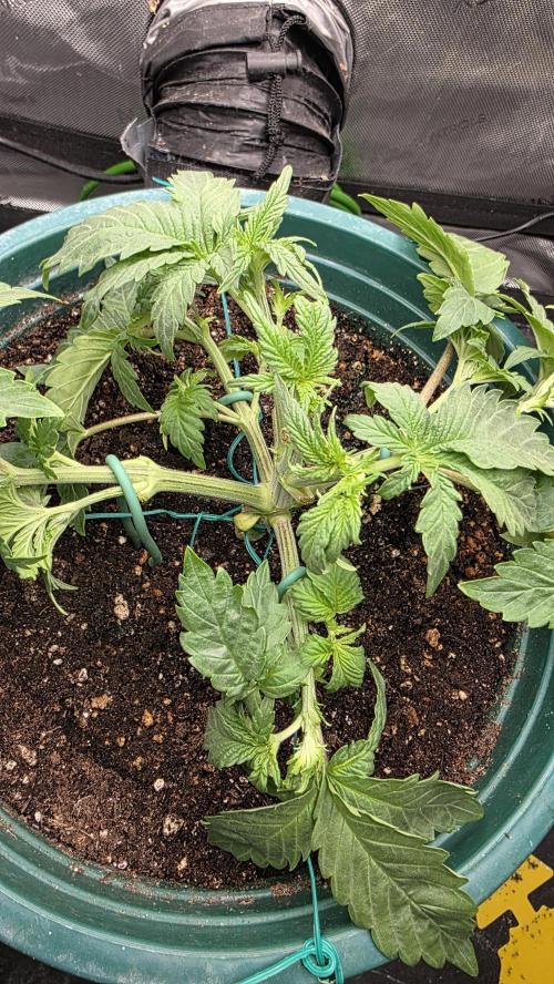 Blue Dream #3 photo period [10/2025]. Week 4 - 11/14