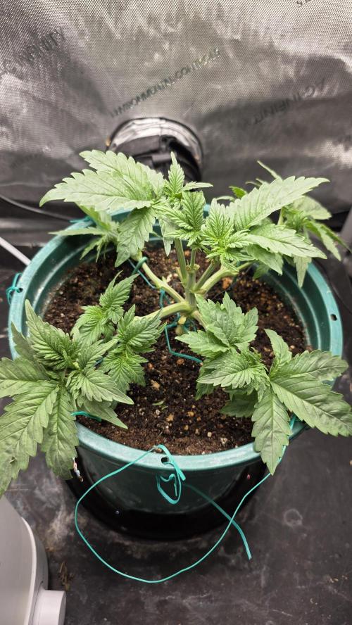 Blue Dream #3 photo period [10/2025]. Week 4 - 11/14