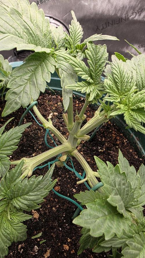 Blue Dream #3 photo period [10/2025]. Week 4 - 11/15 manifold effort almost done