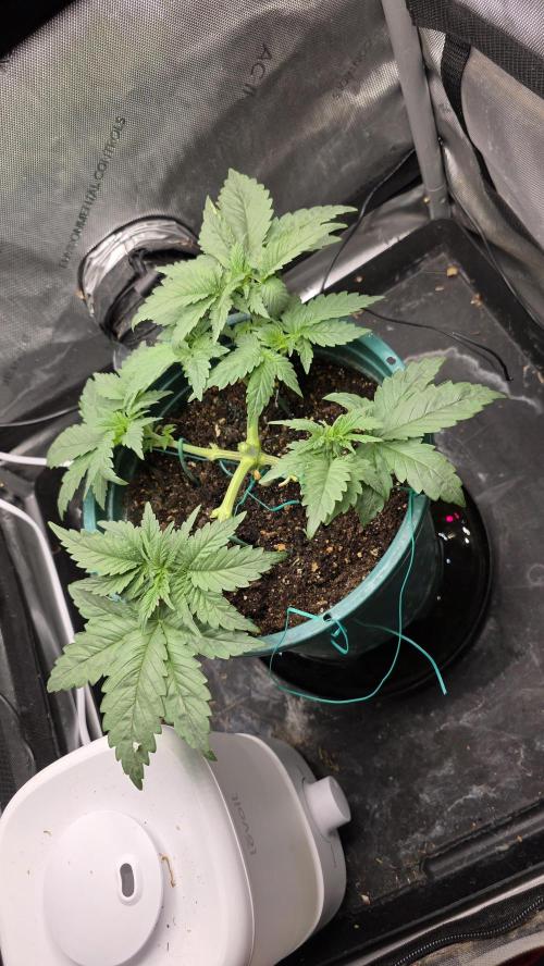 Blue Dream #3 photo period [10/2025]. Week 4 - 11/17/25 Manifolding effort complete. The center stem cut & divided into clones