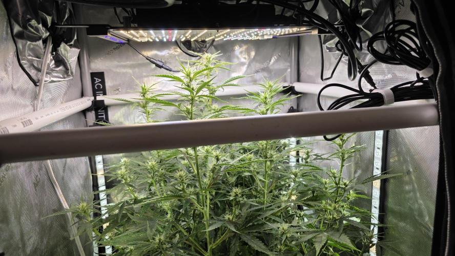 Purple Galaxy Candy Variegated auto. Week 6 - 11/17/25 - netting needed