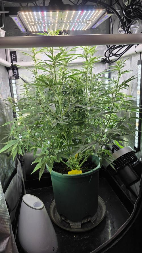 Purple Galaxy Candy Variegated auto. Week 6 - 11/17