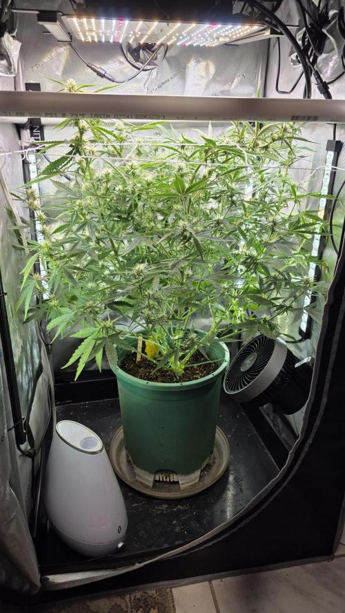 Purple Galaxy Candy Variegated auto. Week 6 - 11/19 - netted