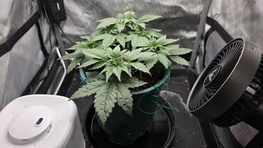 Blue Dream #3 photo period [10/2025]. Week 4 - 11/19