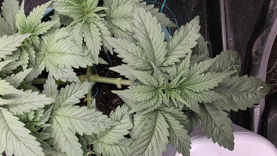 Blue Dream #3 photo period [10/2025]. Week 4 - 11/19 manifolding done