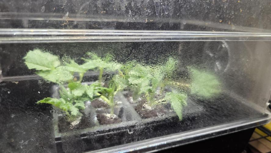 Blue Dream #3 photo period [10/2025]. Week 4 - 11/19 clones underway after recent topping