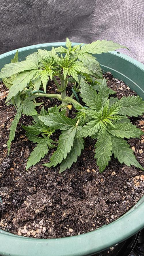 Lemon Drop photo period [11/2025]. Week 3