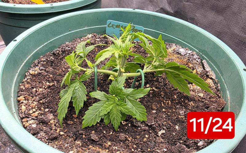 Lemon Drop photo period [11/2025]. Week 3