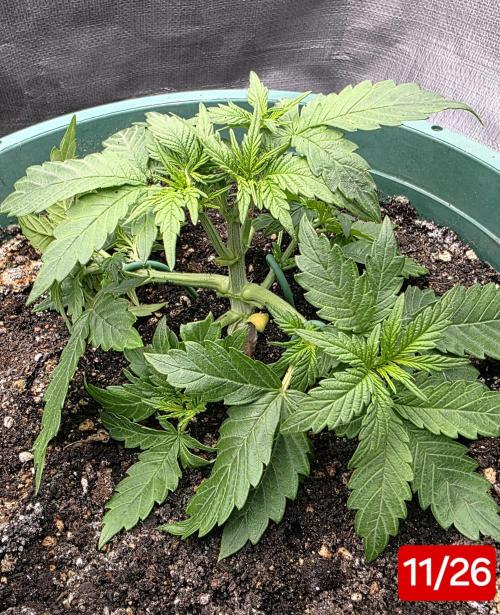 Lemon Drop photo period [11/2025]. Week 3