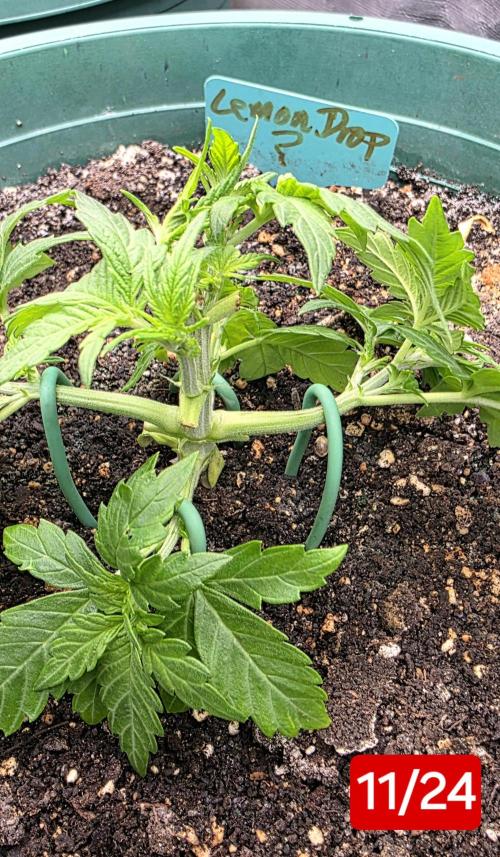 Lemon Drop photo period [11/2025]. Week 3