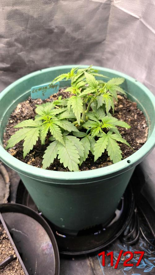 Lemon Drop photo period [11/2025]. Week 3