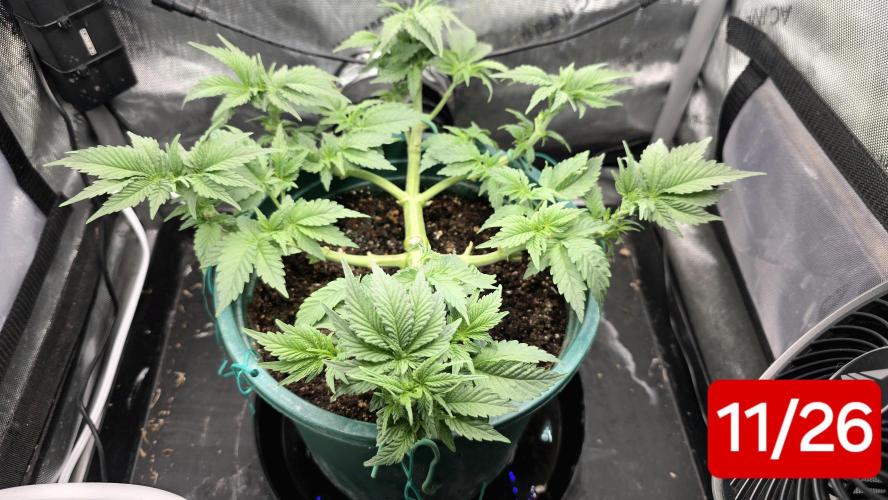 Blue Dream #3 photo period [10/2025]. Week 5