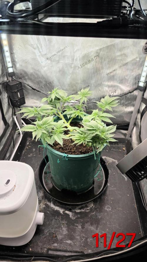 Blue Dream #3 photo period [10/2025]. Week 5