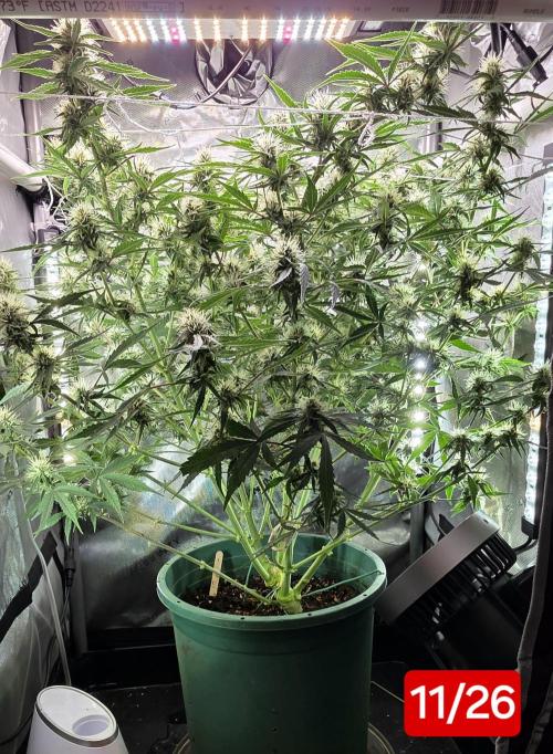 Purple Galaxy Candy Variegated auto. Week 7