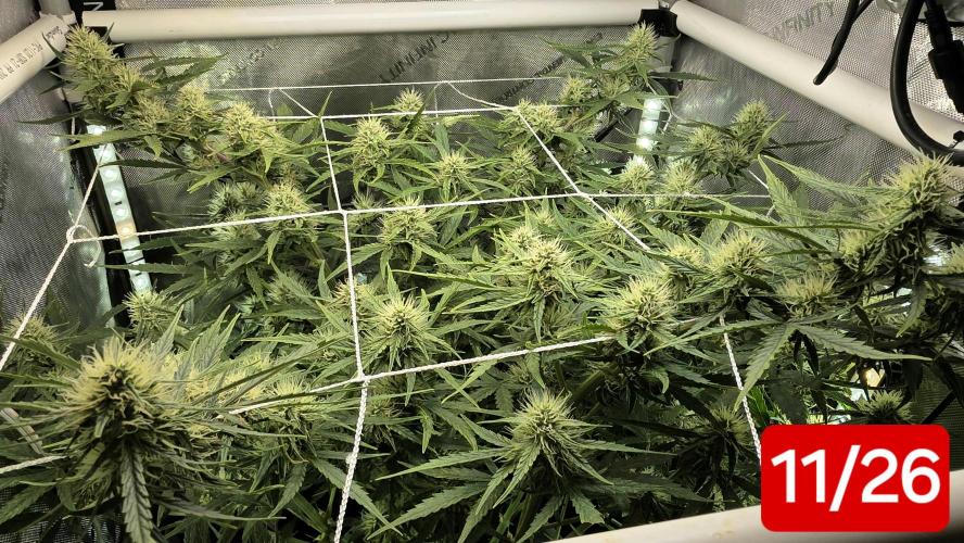 Purple Galaxy Candy Variegated auto. Week 7