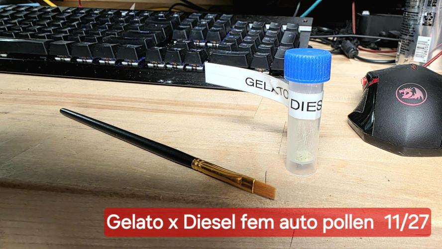 Purple Galaxy Candy Variegated auto. Week 7 - Bzzzzz.... I'm a BEE