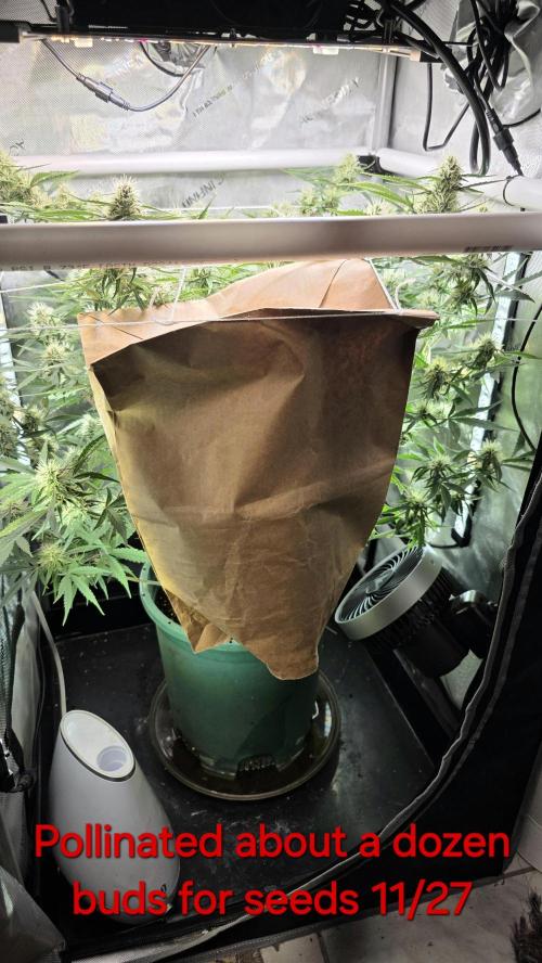 Purple Galaxy Candy Variegated auto. Week 7 - pollinated twice 
bag removed each time after 12 hours