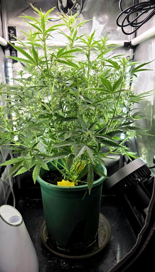 Purple Galaxy Candy Variegated auto. Week 7