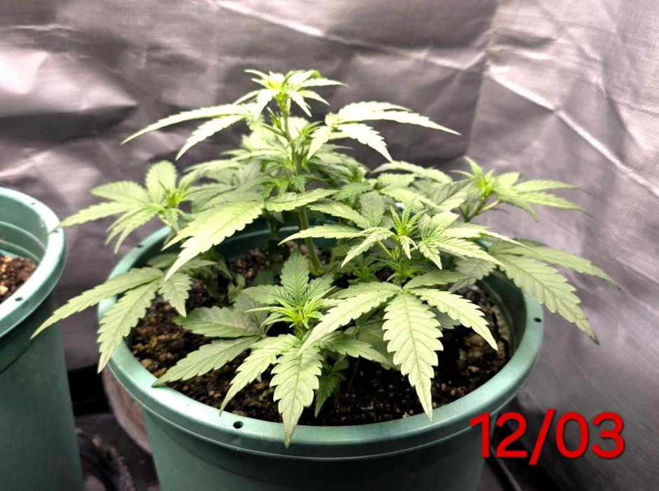 Lemon Drop photo period [11/2025]. Week 4