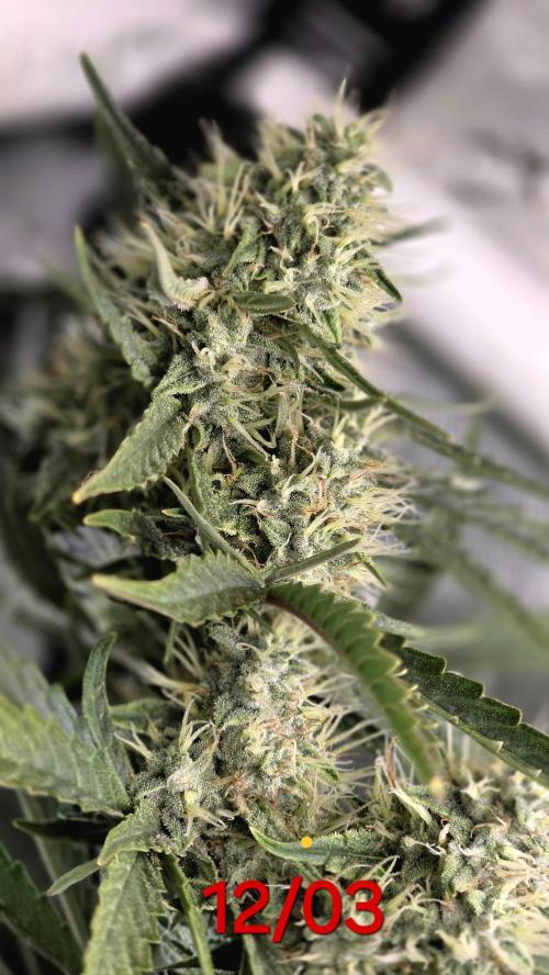 Purple Galaxy Candy Variegated auto. Week 8