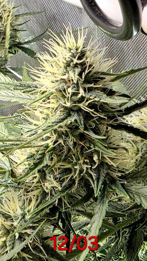 Purple Galaxy Candy Variegated auto. Week 8