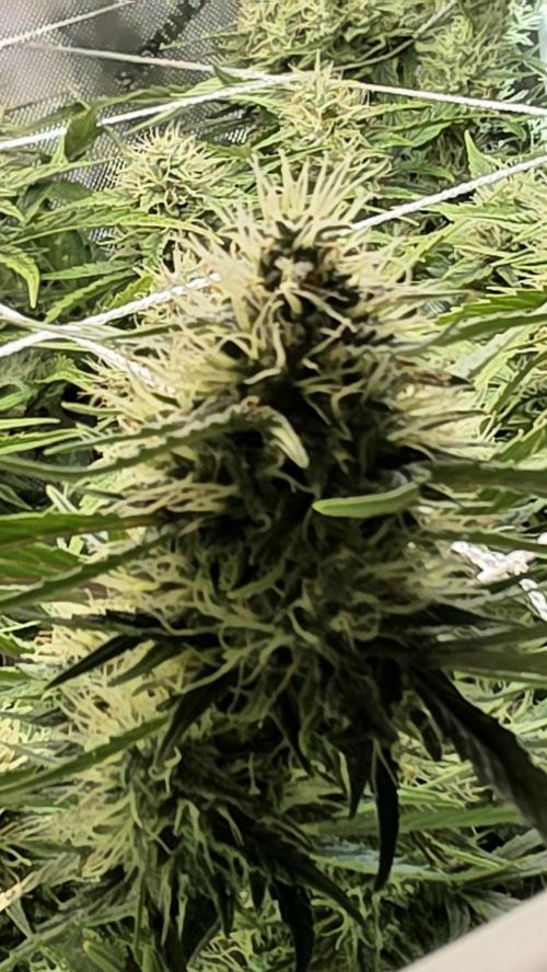 Purple Galaxy Candy Variegated auto. Week 8