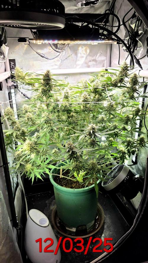 Purple Galaxy Candy Variegated auto. Week 8 - The canopy is fairly even