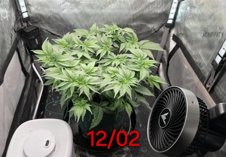 Blue Dream #3 photo period [10/2025]. Week 6