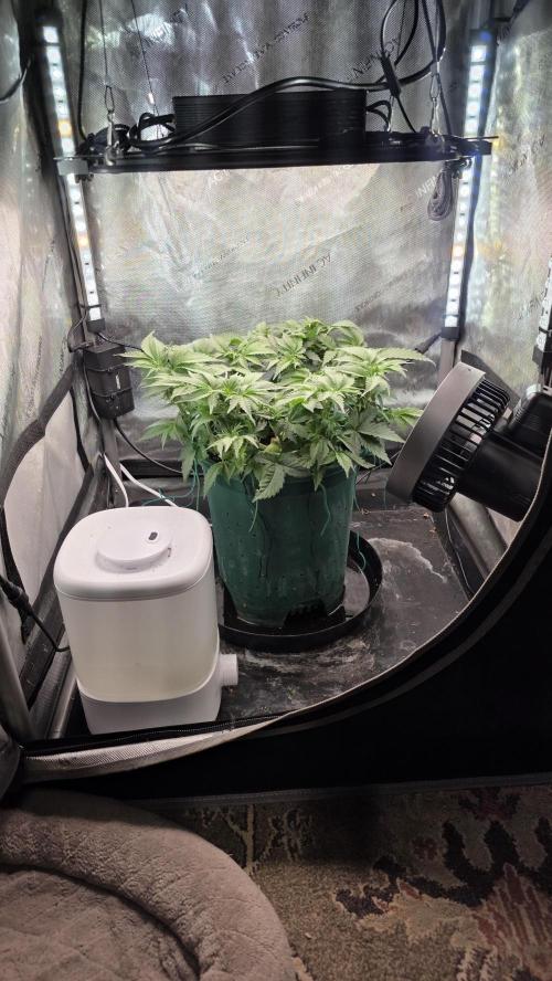 Blue Dream #3 photo period [10/2025]. Week 6