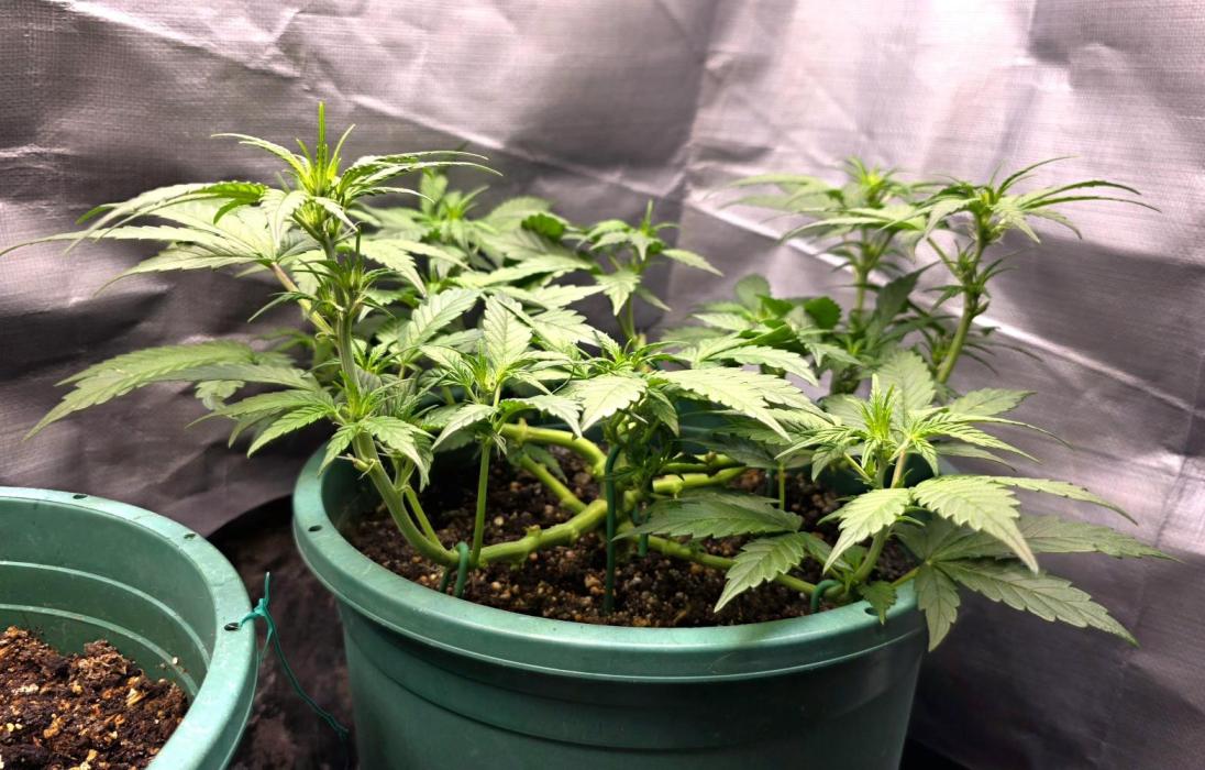 Lemon Drop photo period [11/2025]. Week 5