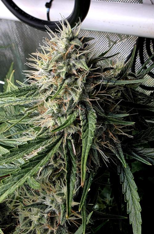 Purple Galaxy Candy Variegated auto. Week 9