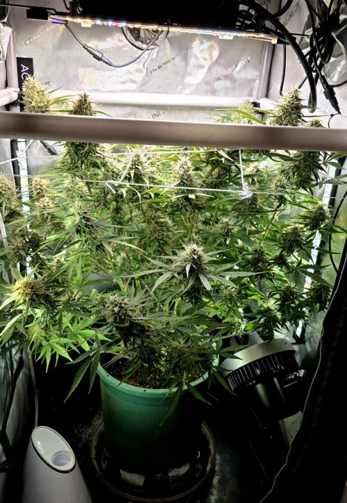 Purple Galaxy Candy Variegated auto. Week 9