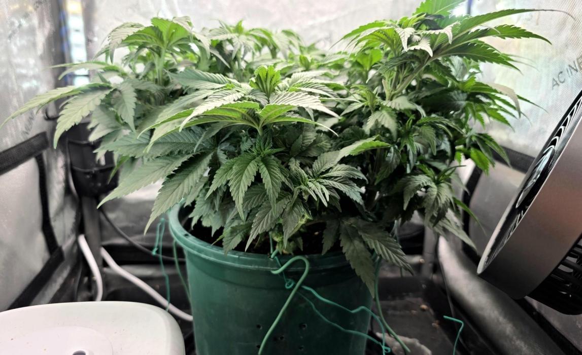 Blue Dream #3 photo period [10/2025]. Week 7