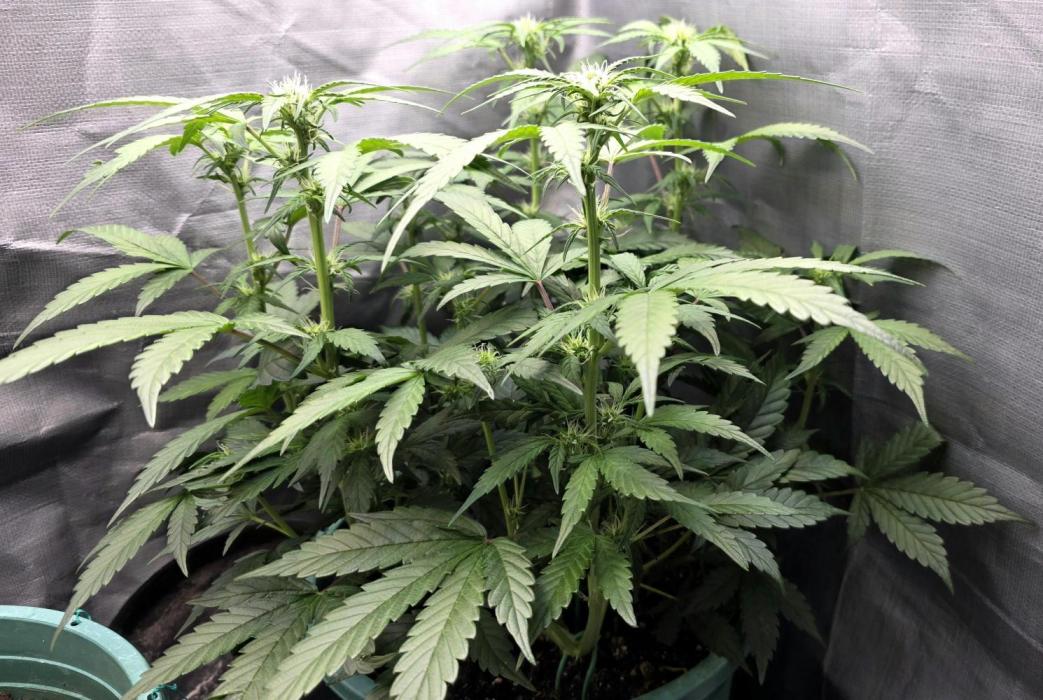 Lemon Drop photo period [11/2025]. Week 6