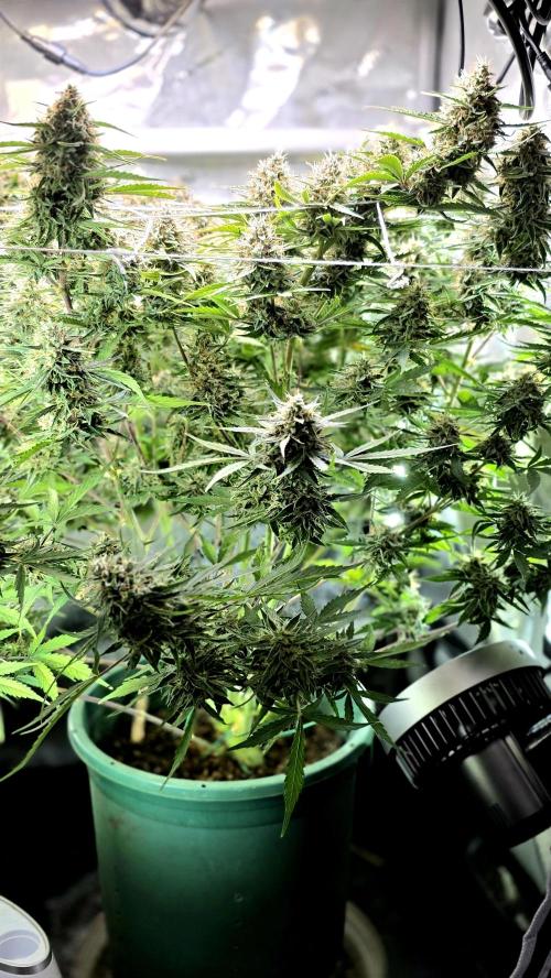 Purple Galaxy Candy Variegated auto. Week 10