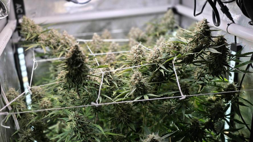 Purple Galaxy Candy Variegated auto. Week 10