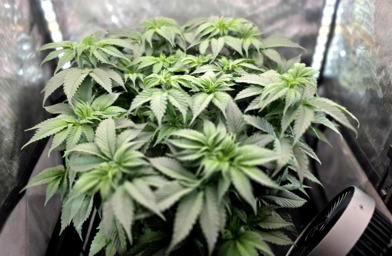 Blue Dream #3 photo period [10/2025]. Week 8