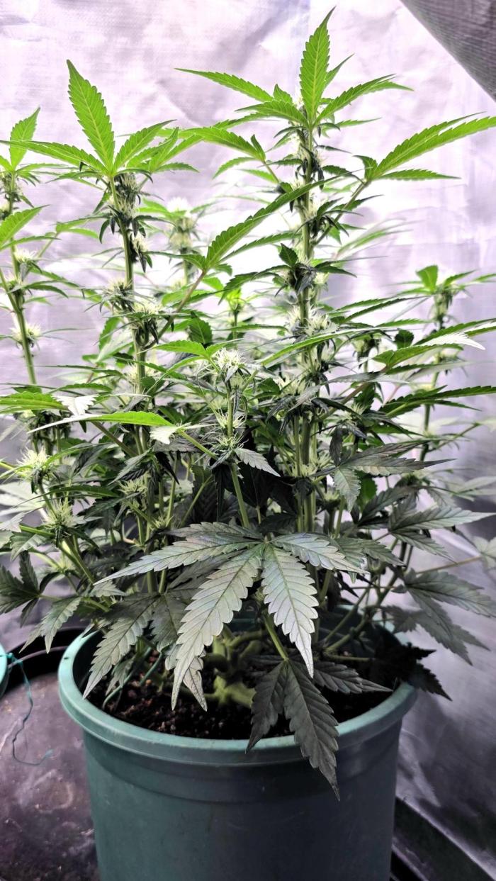 Lemon Drop photo period [11/2025]. Week 7