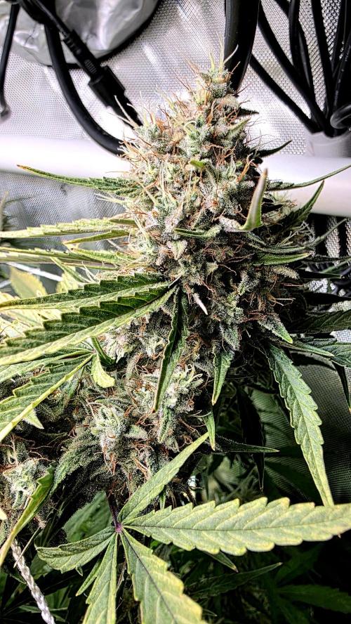 Purple Galaxy Candy Variegated auto. Week 11 - Trichomes are solid white