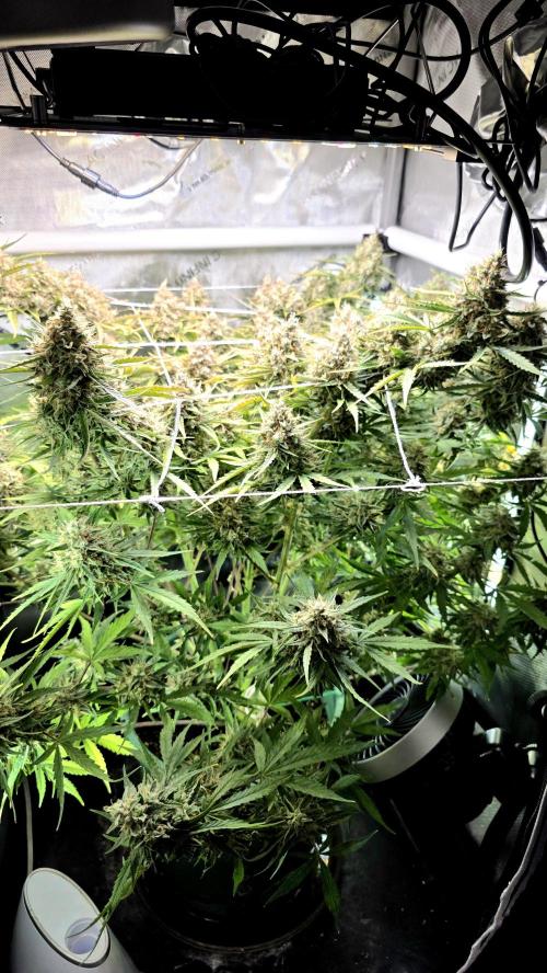 Purple Galaxy Candy Variegated auto. Week 11