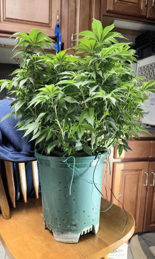 Blue Dream #3 photo period [10/2025]. Week 9 - before trimming