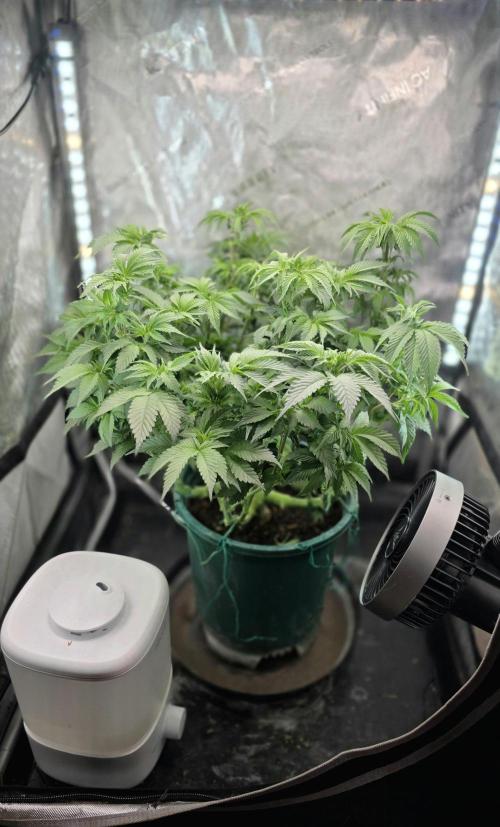 Blue Dream #3 photo period [10/2025]. Week 9 - back in the tent